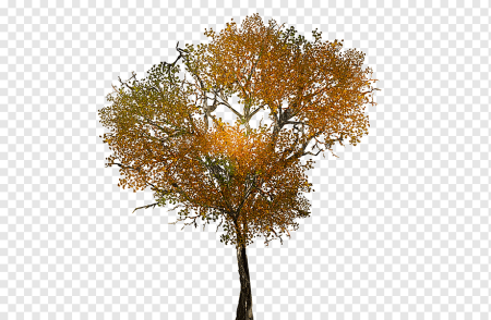 Осеннее дерево вектор (49 фото)