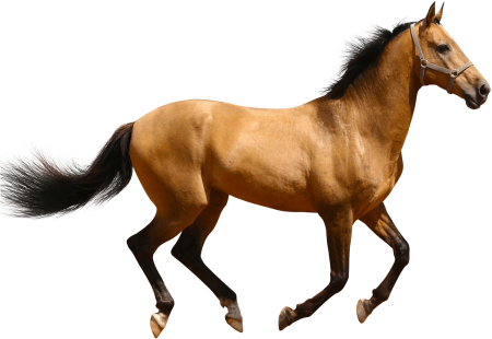 Лошадь на прозрачном фоне