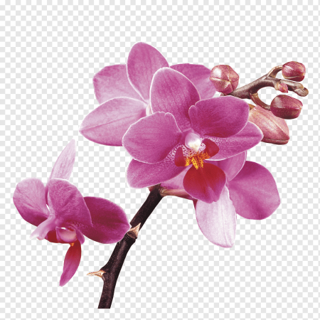 Орхидея вектор (50 фото)
