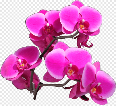 Сиреневая Орхидея фаленопсис PNG