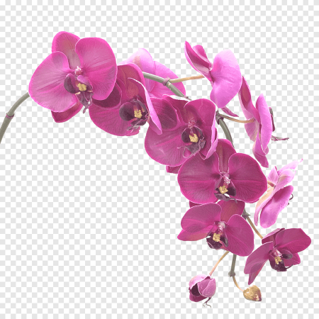 Сиреневая Орхидея фаленопсис PNG