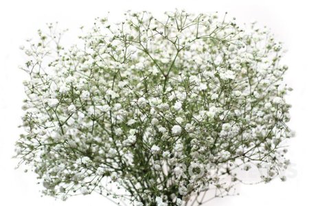 Гипсофила, Качим (Gypsophila) срезка