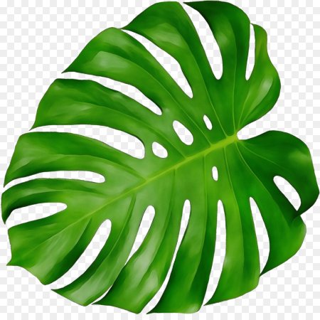 Монстера (Monstera deliciosa)