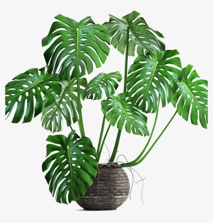 Монстера Делициоза (Monstera deliciosa)