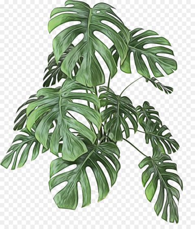 Монстера деликатесная (Monstera deliciosa)