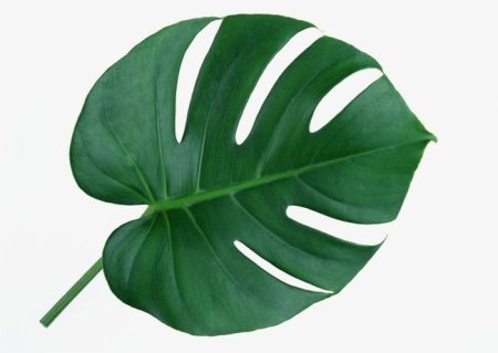 Monstera Leaf