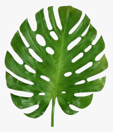 Тропические лист Monstera