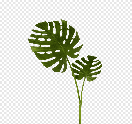 Тропические лист Monstera