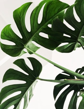 Монстера Делициоза (Monstera deliciosa)