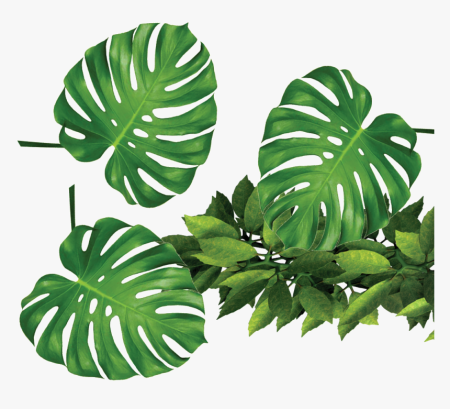 Monstera Leaf