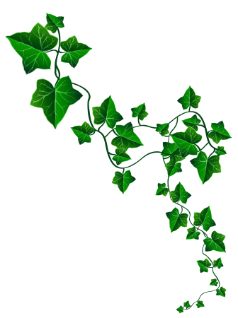 Плющ Вьюн