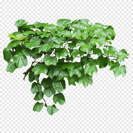 Лоза плюща