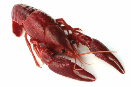 Homarus Gammarus