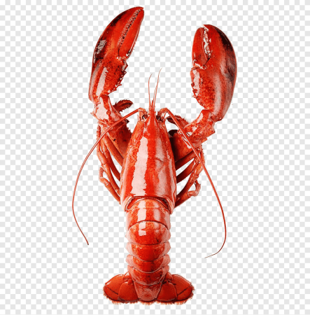 Homarus Gammarus - Омар.