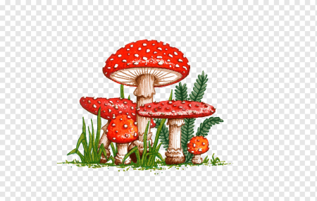 Клипарт грибы на прозрачном фоне