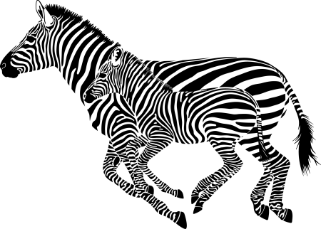 Зебра бежит