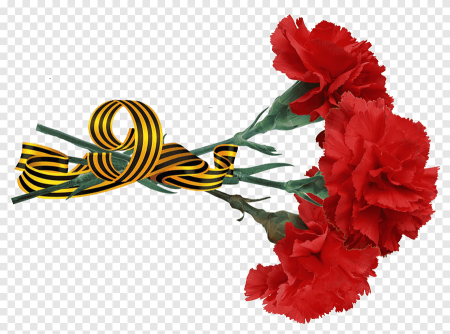 Красная гвоздика