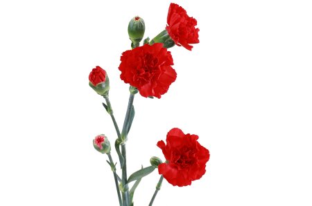 Гвоздика Гельцера