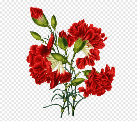Гвоздики без фона