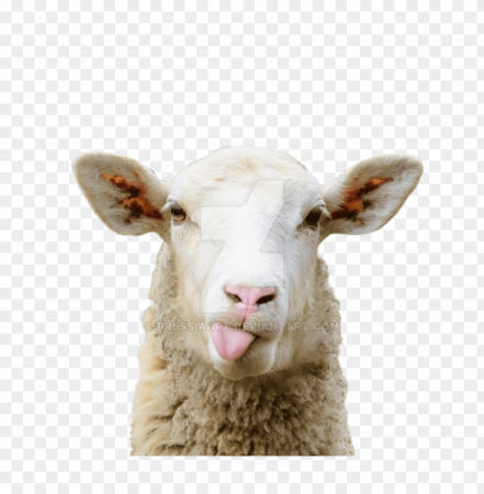 Белая овца