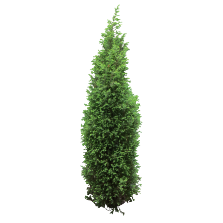 Туя Западная Смарагд