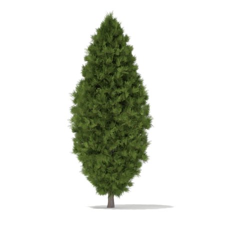 Savin Juniper ( Juniperus Sabina )