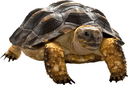 Черепаха без фона