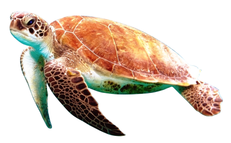 Морская черепаха