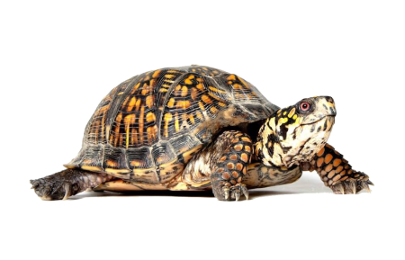 Черепаха вектор (47 фото)