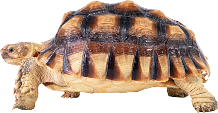 Eretmochelys imbricata