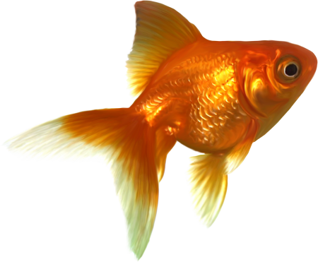 Золотая рыбка