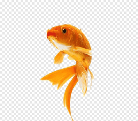 Золотая рыбка вектор (50 фото)