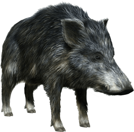 Кабан на белом фоне