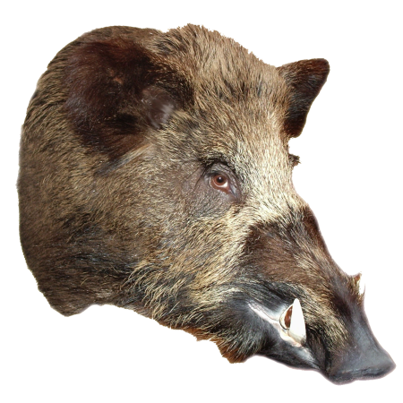 Кабан (sus scrofa)