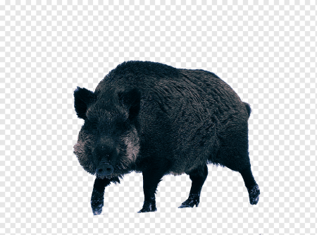 Черный кабан