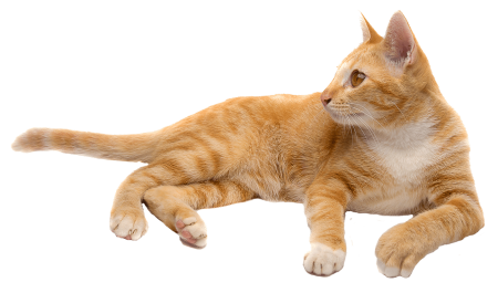 Кошка лежит