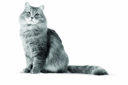 Кошка на прозрачном фоне