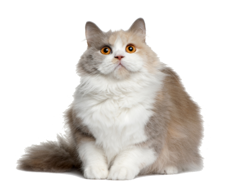 Пушистая кошка