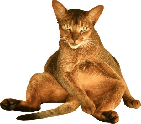 Коты на белом фоне