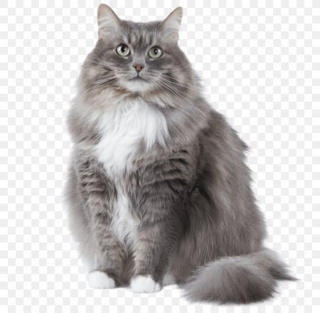 Сибирская длинношерстная кошка серая