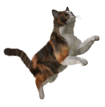 Кошка на прозрачном фоне