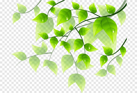 Листья зеленые вектор (49 фото)