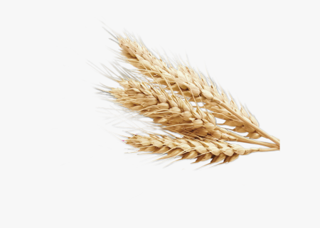 Пшеница без фона
