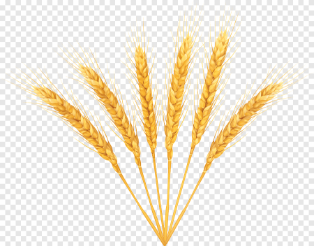 Колоски пшеницы картина