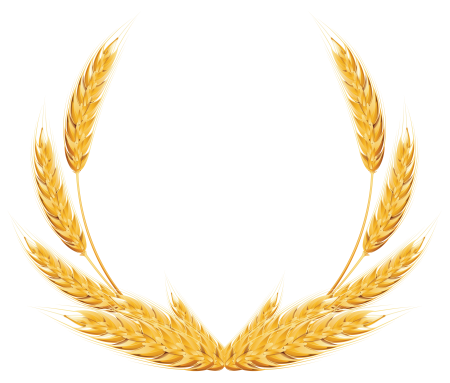 Колосья пшеницы на прозрачном фоне