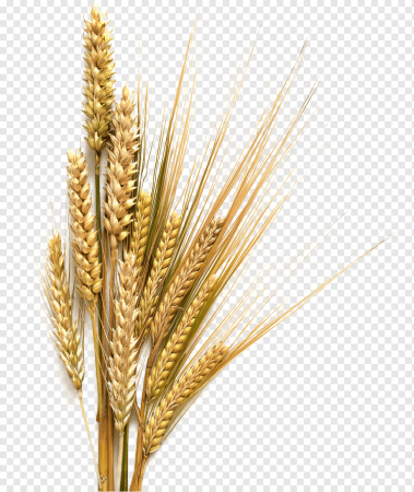 Ветка пшеницы