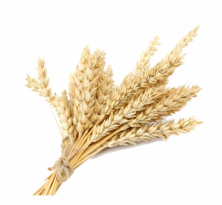 Пшеница Einkorn