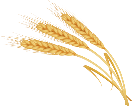 Кололос пшеницы