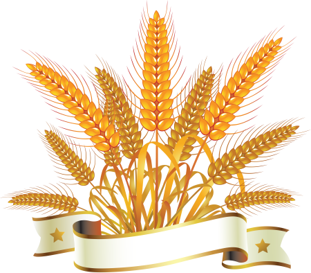 Колосок пшеницы пшеничный колосок