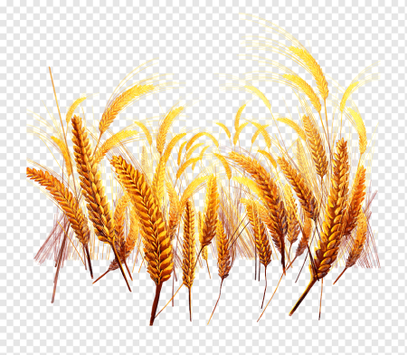 Колоски пшеницы без фона